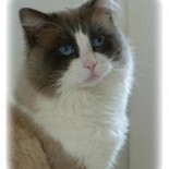 FLOYD - 2 ans - Chatterie Ragdolls du Val de Beauvoir